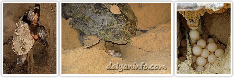 dalyan iztuzu beach carettas ley their eggs